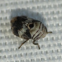 Clastoptera arizonana
