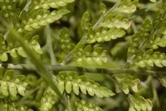 Dryopteris cinnamomea