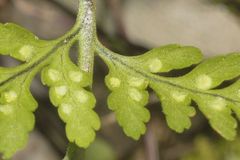 Dryopteris cinnamomea