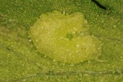 Dryopteris cinnamomea