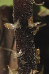 Dryopteris cinnamomea