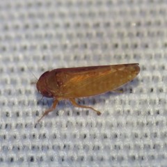 Spathanus acuminatus
