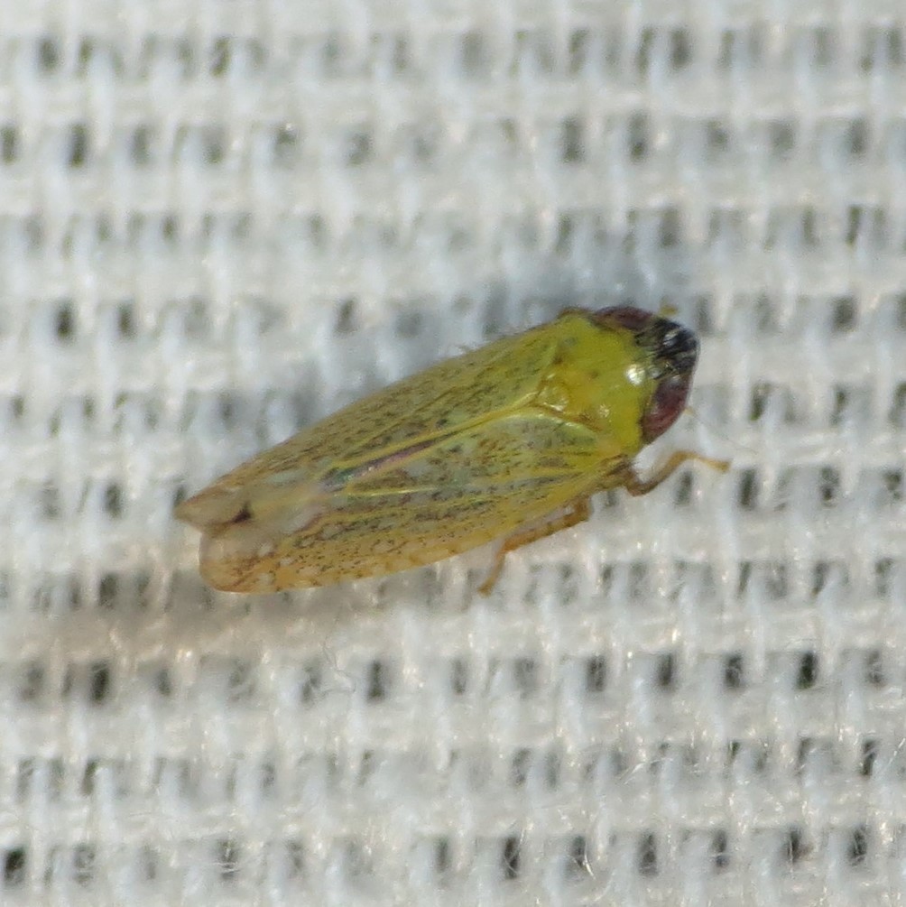 Convelinus