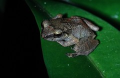 Eleutherodactylus johnstonei