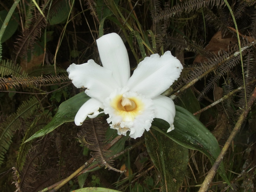 Sobralia virginalis
