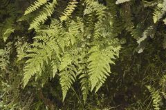 Athyrium palmense