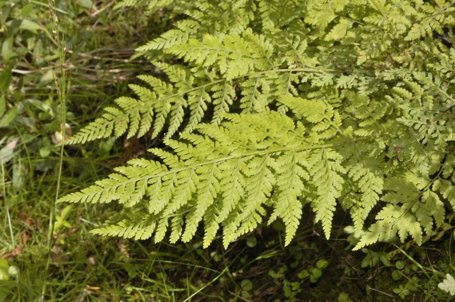 Dryopteris cinnamomea