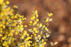 Acacia camptoclada