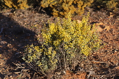 Acacia camptoclada