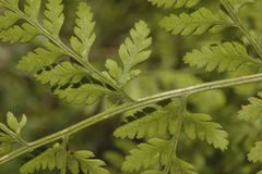 Athyrium palmense