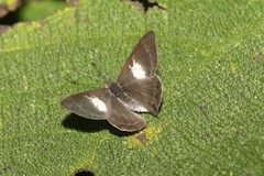 Corrachia leucoplaga