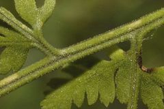Athyrium palmense