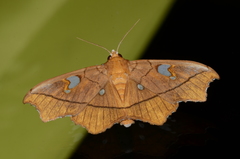 Midilinae