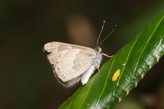 Corrachia leucoplaga