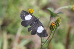 Corrachia leucoplaga