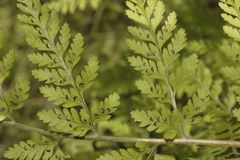 Athyrium palmense