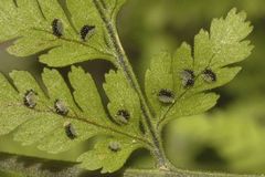 Athyrium palmense