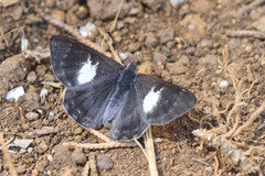 Corrachia leucoplaga