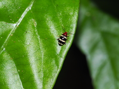 Gynandrobrotica
