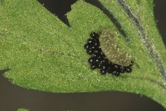Athyrium palmense