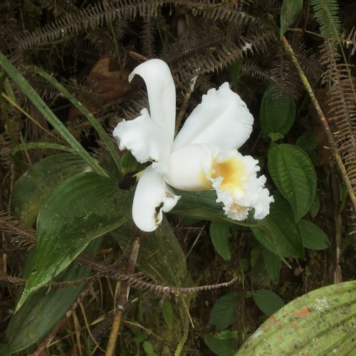 Sobralia virginalis, photograph 3