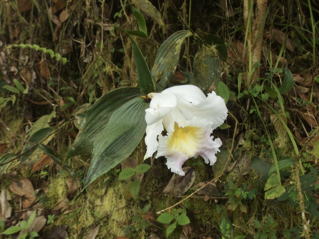 Sobralia powellii