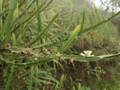 Baccharis reticulata