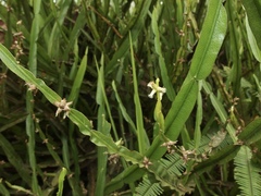 Baccharis reticulata