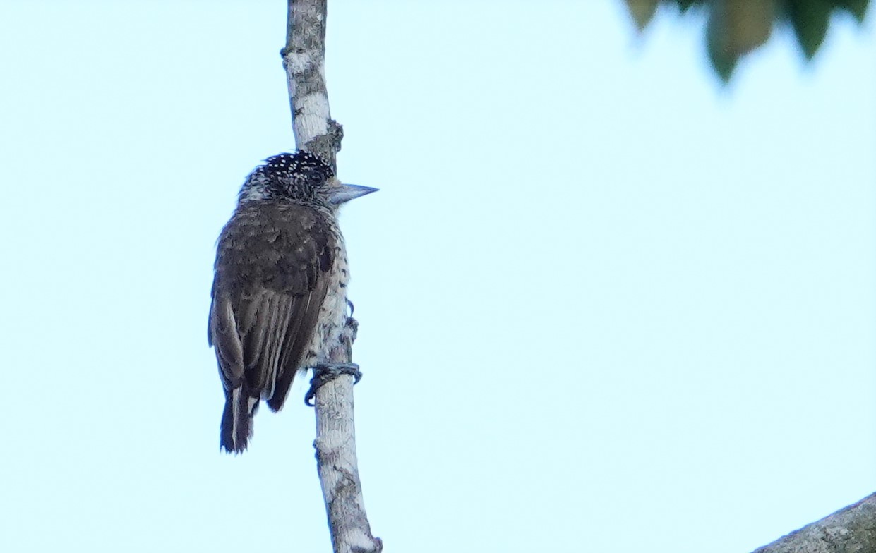 White-bellied Piculet (Picumnus spilogaster), photo 7