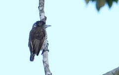 Picumnus spilogaster