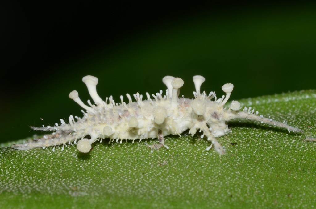 Akanthomyces fragilis