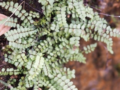 Asplenium trichomanes trichomanes