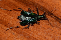 Oxygonia