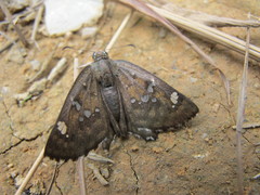 Caprona alida
