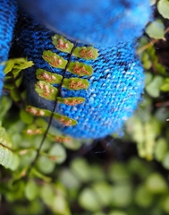 Asplenium trichomanes trichomanes