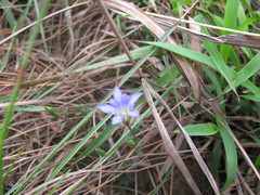 Gentiana loureiroi