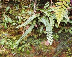 Asplenium trichomanes trichomanes