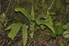 Asplenium monanthes
