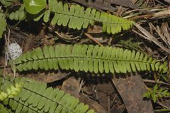Asplenium monanthes