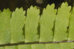 Asplenium monanthes