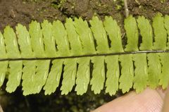 Asplenium monanthes