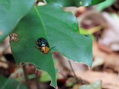 Lamprolina simillima