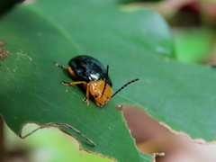 Lamprolina simillima
