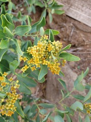 Santalum paniculatum