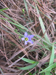Gentiana loureiroi