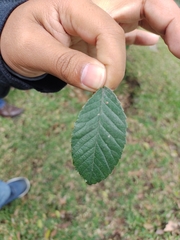 Ulmus