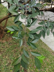 Ulmus