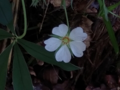 Potentilla alba