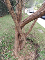 Ulmus