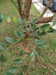 Ulmus